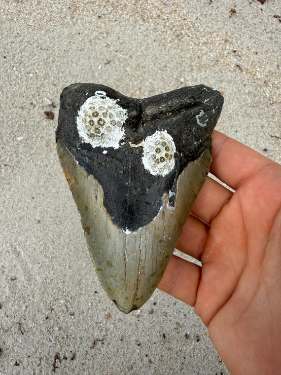 4.90 inch Megalodon Shark Tooth Fossil – Authentic, No Repair Meg Teeth