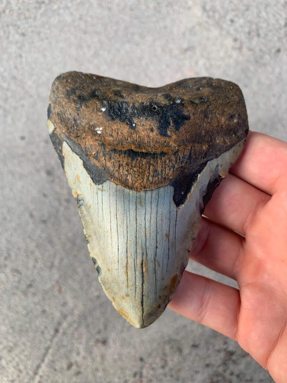 Megalodon Tooth - 4.49 inches