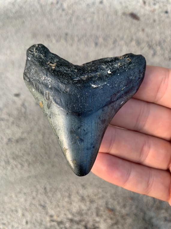 Megalodon Tooth - 3.0 inches