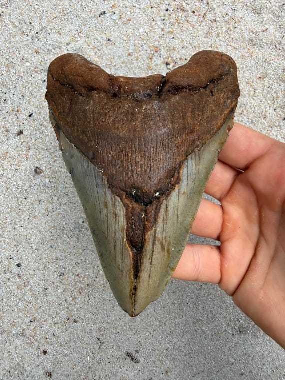 5.60 inch Megalodon Shark Tooth Fossil – Authentic, No Repair Meg Teeth