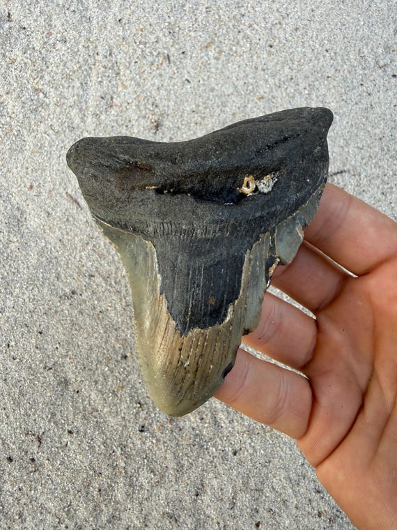 4.23 inch Megalodon Shark Tooth Fossil – Authentic, No Repair Meg Teeth