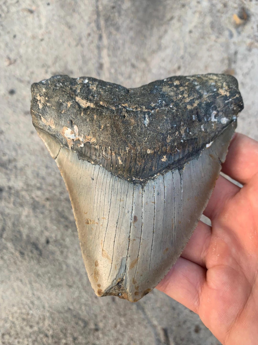 Megalodon Tooth - 4.97 Inches. Real Fossil Megalodon Shark Tooth ...