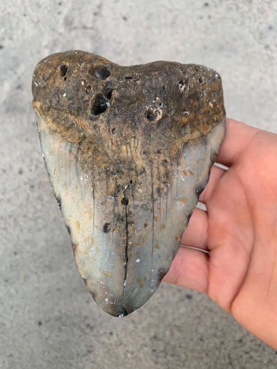Megalodon Tooth - 5.34 inches