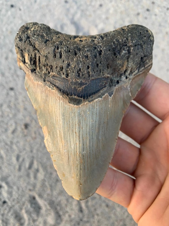 Real Megalodon Tooth Fossil (4.69 inches)