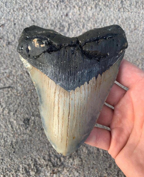 Megalodon Tooth - 5.44 inches. Giant Real Fossil Megalodon Shark Tooth