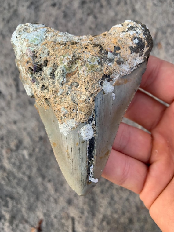 4.15 inch Uncleaned Megalodon Tooth Fossil - Authentic Meg Shark Tooth