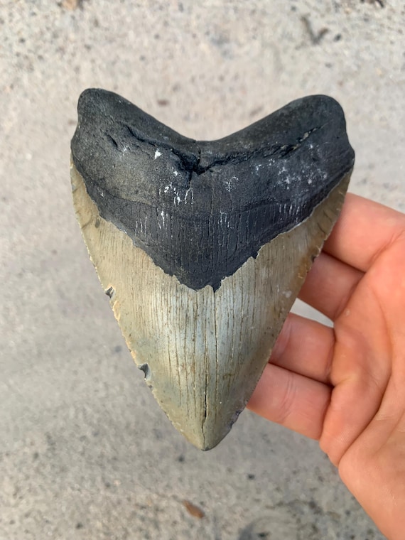 5.1 inch Megalodon Shark Tooth Fossil – Authentic No Repair Meg Teeth