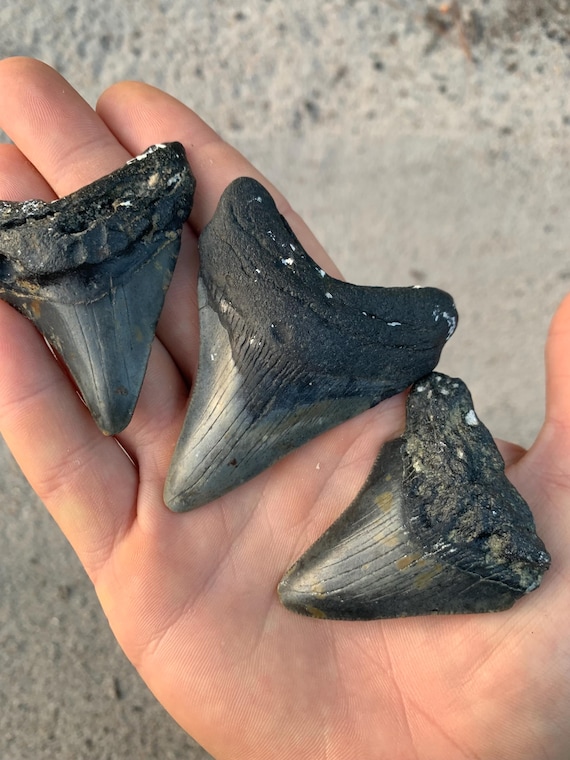3 Authentic Megalodon Shark Teeth Fossils - NC Megalodon Shark Teeth