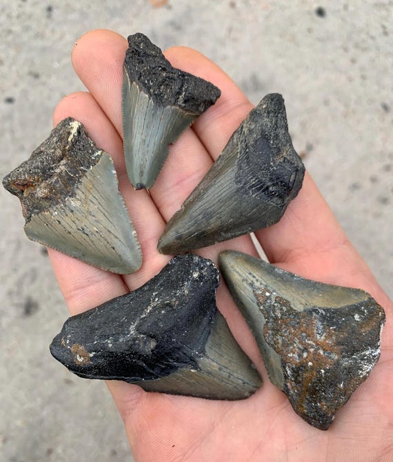 5 Megalodon Shark Teeth Fossils -  Real Meg Tooth bundle, Authentic, No Repairs
