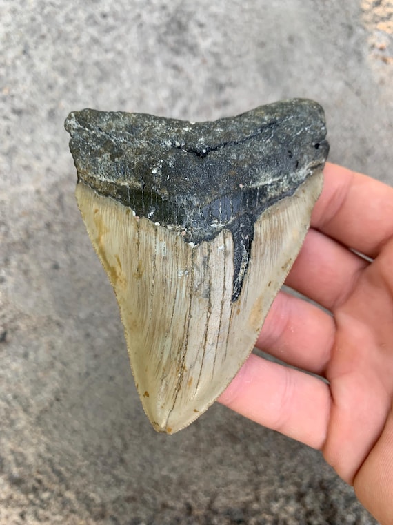 Megalodon Tooth - 4.34 inches
