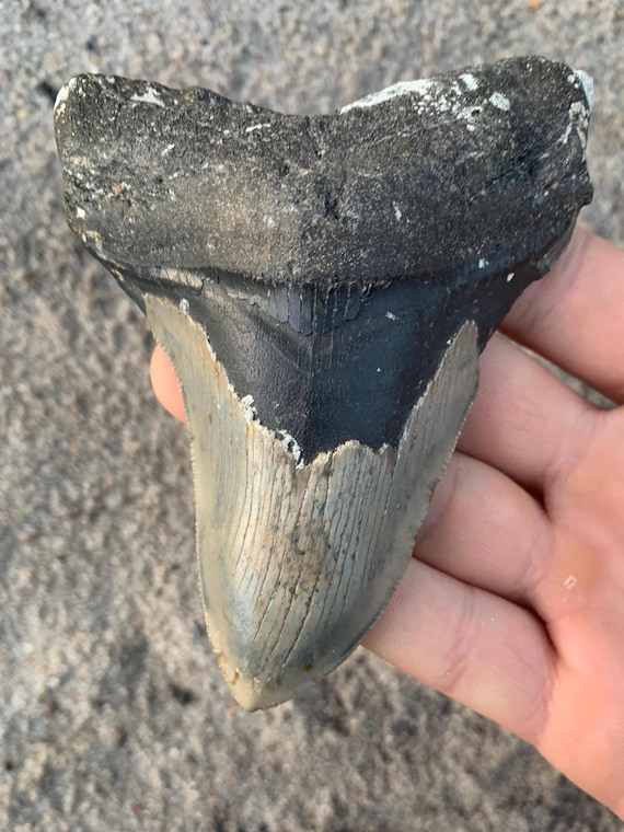 Megalodon Tooth - 4.56 inches