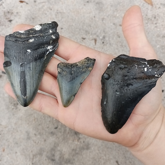 3 Megalodon Shark Teeth -  Real Fossil Megalodon Shark Tooth, Authentic Shark Tooth Fossil, Huge Megalodon Tooth, Meg Teeth