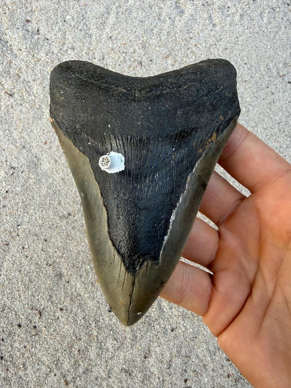 5.06 inch Megalodon Shark Tooth Fossil – Authentic, No Repair Meg Teeth