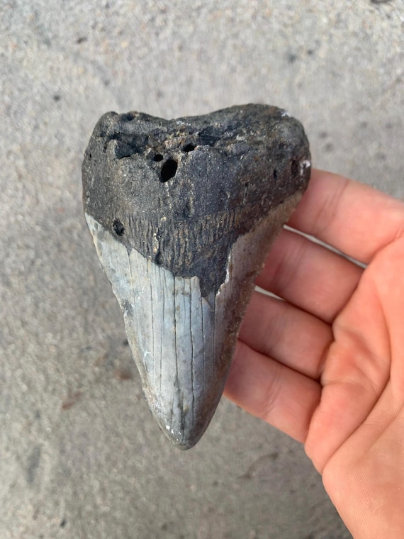 4.2 inch Megalodon Shark Tooth Fossil – Authentic, No Repair Meg Teeth