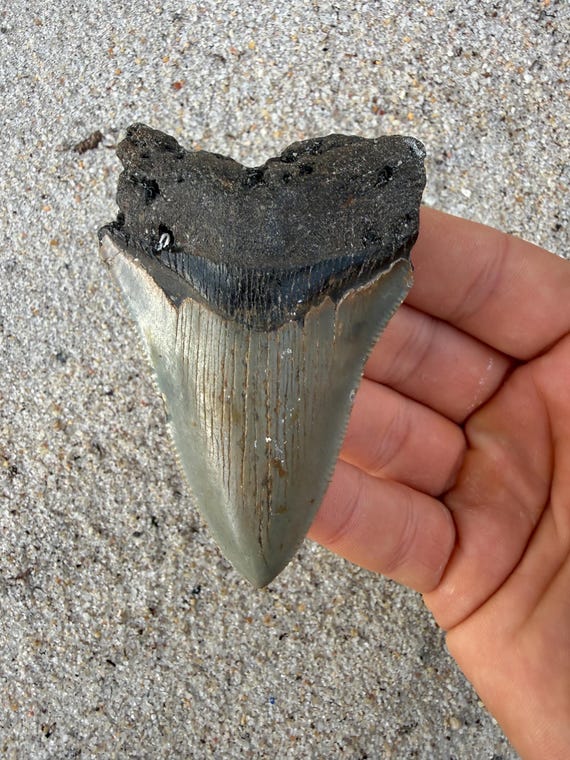 3.43 inch Megalodon Shark Tooth Fossil – Authentic No Repair Meg Teeth