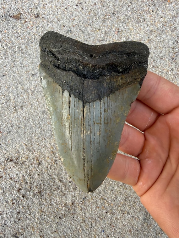 4.27 inch Megalodon Shark Tooth Fossil – Authentic No Repair Meg Teeth