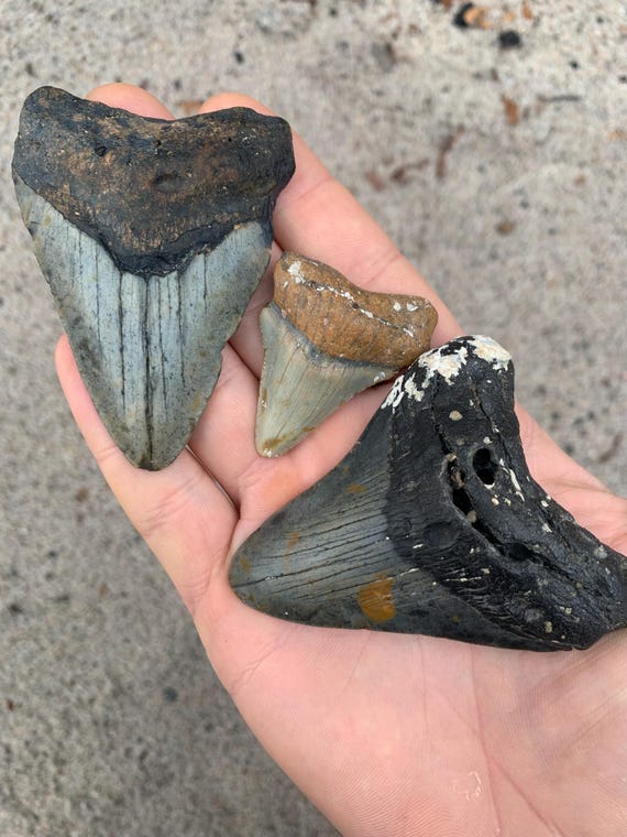 3 Megalodon Shark Teeth Fossils -  Real Meg Tooth bundle, Authentic, No Repairs