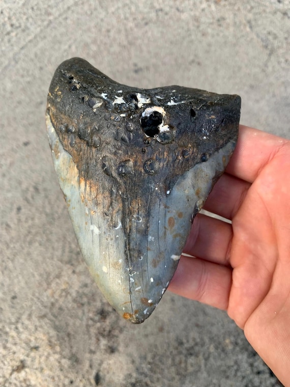 Megalodon Tooth - 4.79 inches