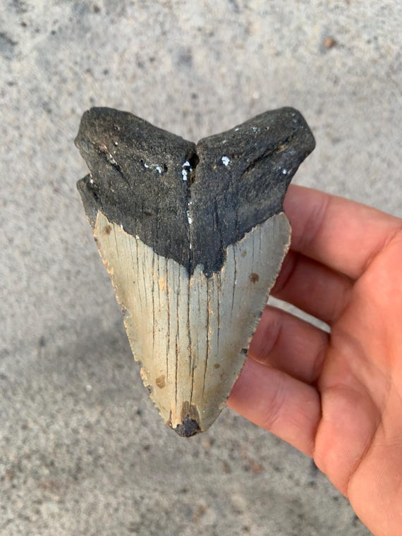 4.35 inch Megalodon Shark Tooth Fossil – Authentic, No Repair Meg Teeth