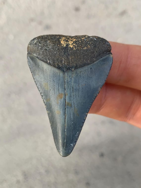 1.98 inch Great White Fossil Shark Tooth