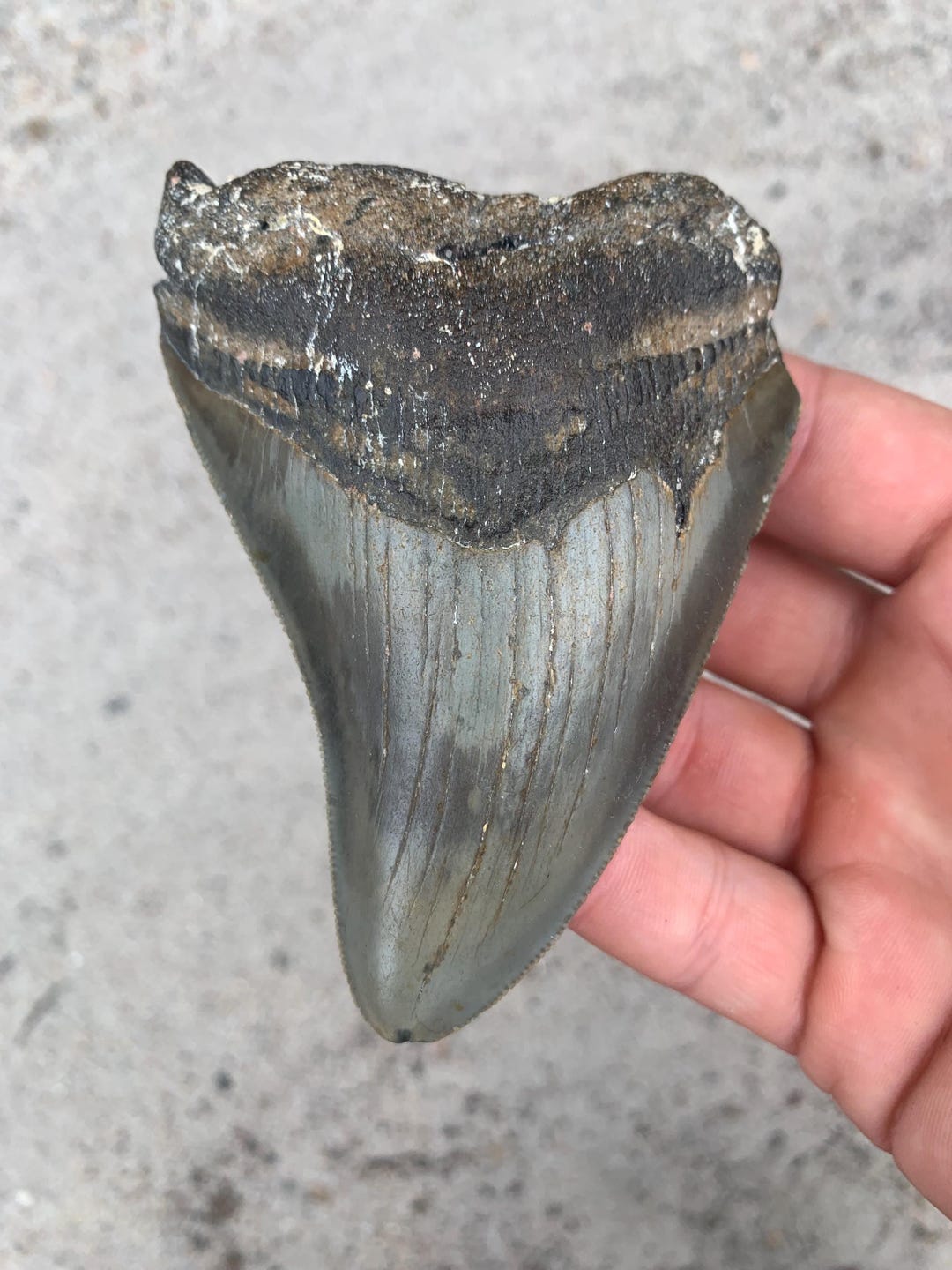 Megalodon Tooth - 4.06 Inches. Real Fossil Megalodon Shark Tooth ...