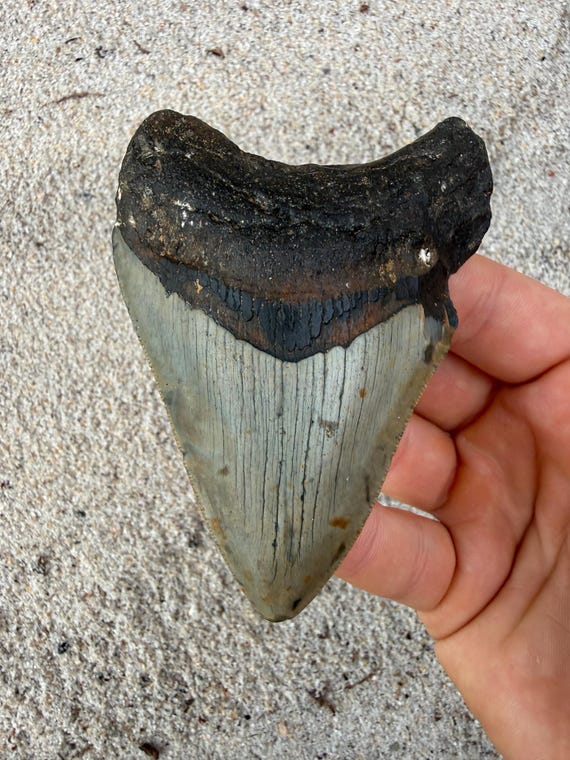 Megalodon Tooth - 3.98 inches. Real Fossil Megalodon Shark Tooth, Authentic Shark Tooth Fossil, Huge Megalodon Tooth, Meg Teeth