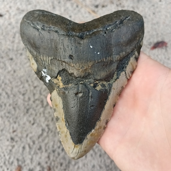 Megalodon Tooth - 5.5 inches