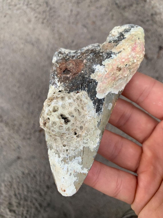 4.83 inch Megalodon Shark Tooth Fossil with Coral – Authentic, No Repair Meg Teeth