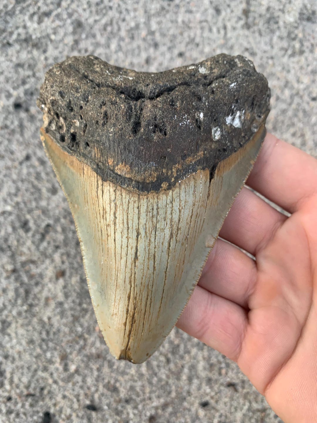 Megalodon Tooth - 4.85 Inches. Real Fossil Megalodon Shark Tooth ...