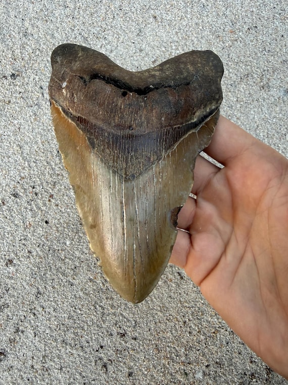 5.78 inch Megalodon Shark Tooth Fossil – Authentic, No Repair Meg Teeth