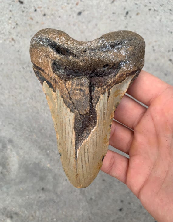 5.14 inch Megalodon Shark Tooth Fossil – Authentic, No Repair Meg Teeth