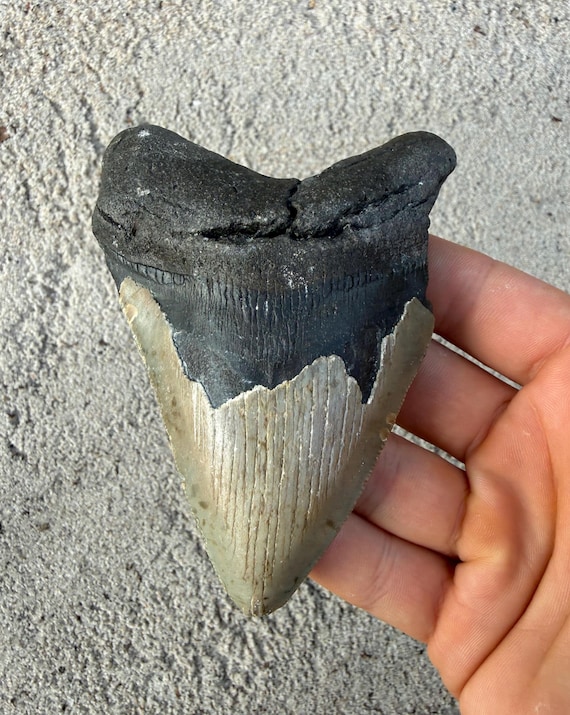 4.52 inch Real Fossil Megalodon Shark Tooth, Authentic Fossil Meg Teetth