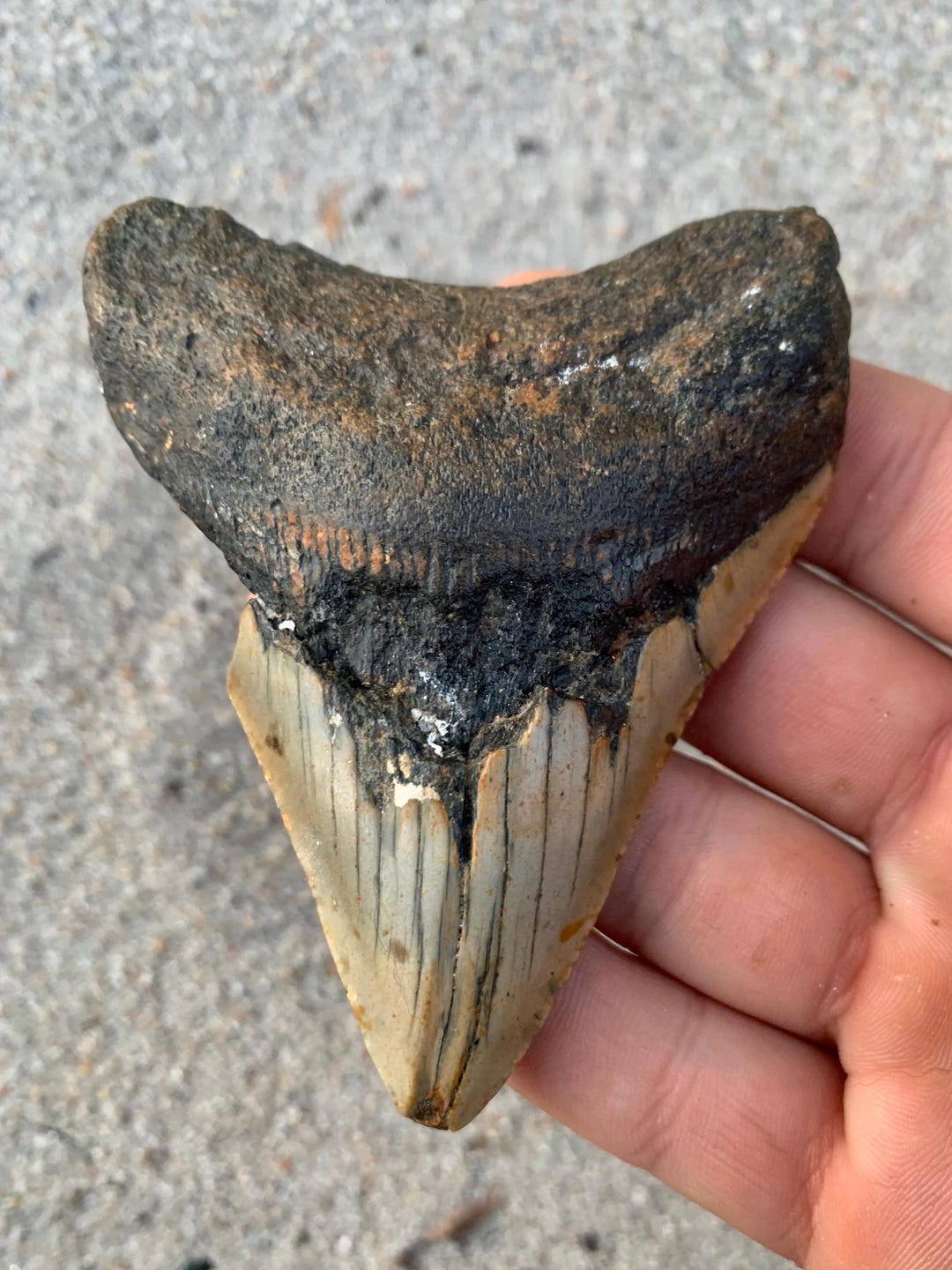 Megalodon Tooth - 3.86 Inches. Real Fossil Megalodon Shark Tooth ...