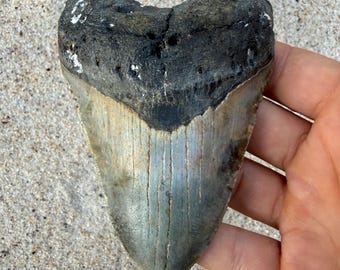 4.47 inch Megalodon Shark Tooth Fossil – Authentic, No Repair Meg Teeth