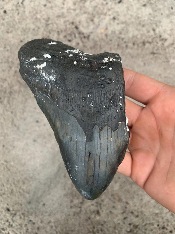 Megalodon Tooth - 5.66 inches