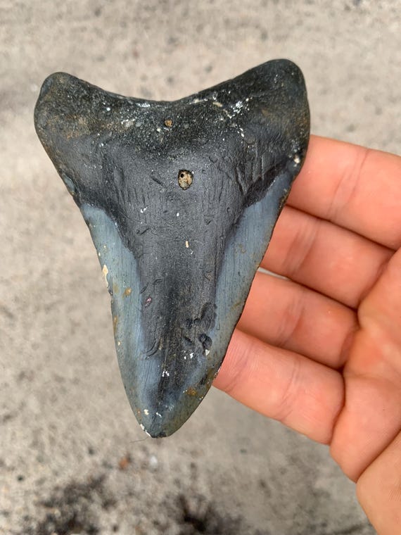Megalodon Tooth - 4.13 inches