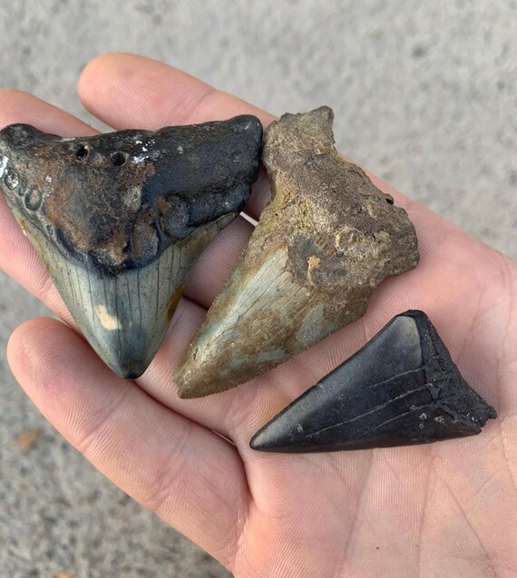 3 Shark Teeth - Megalodon (NC), Angustidens (Cooper River), and Broadtooth White Shark (Hastalis, SC) Fossils