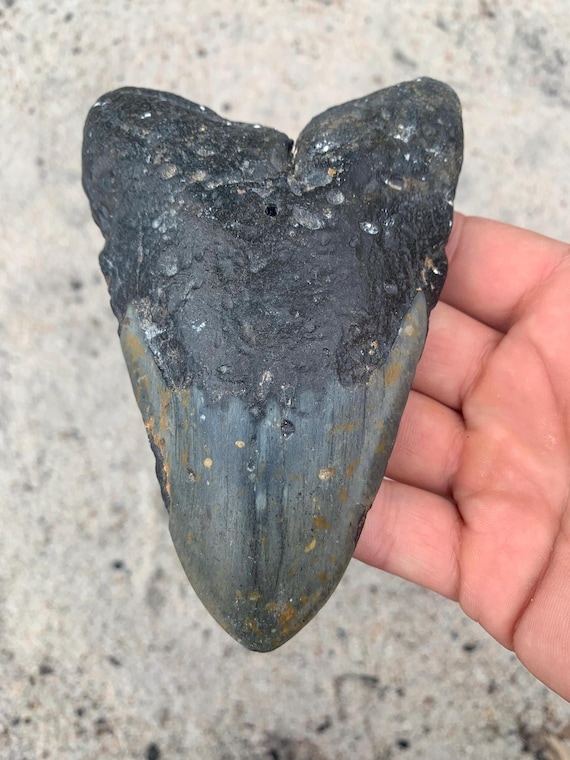 Megalodon Tooth - 5.31 inches