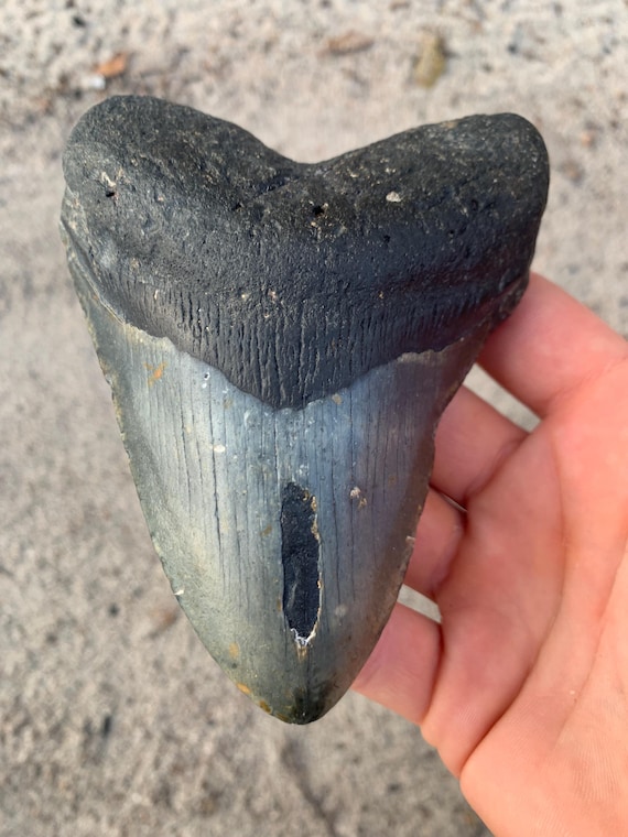Megalodon Tooth - 4.91 inches