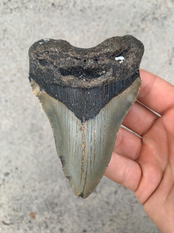 Megalodon Tooth - 4.43 inches