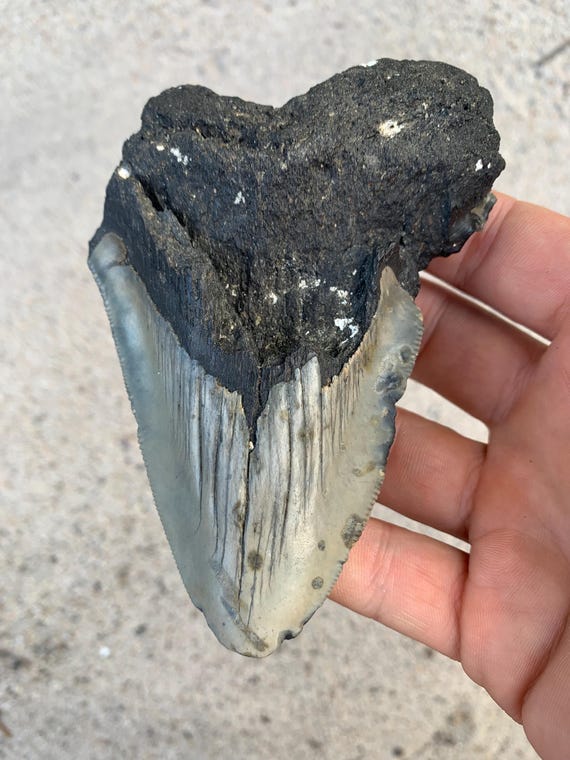Megalodon Tooth - 4.81 inches