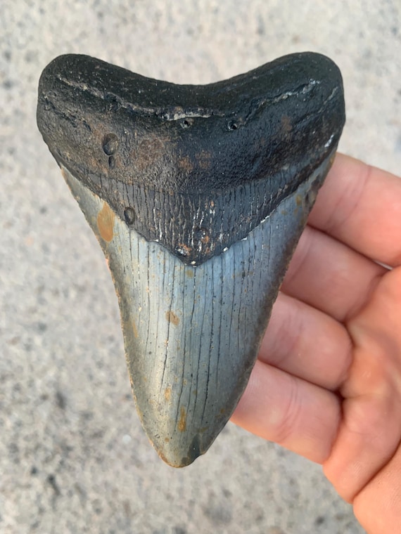 Megalodon Tooth - 4.29 inches