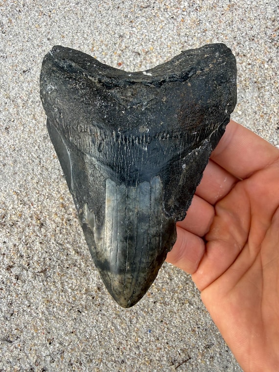 5.08 inch Megalodon Tooth Fossil - Authentic Meg Teeth Fossils