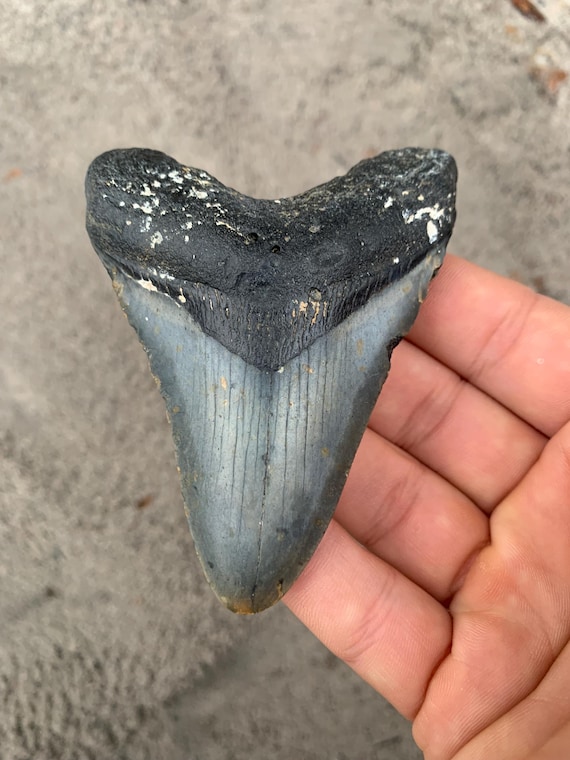 3.69 inch Megalodon Shark Tooth Fossil – Authentic, No Repair Meg Teeth