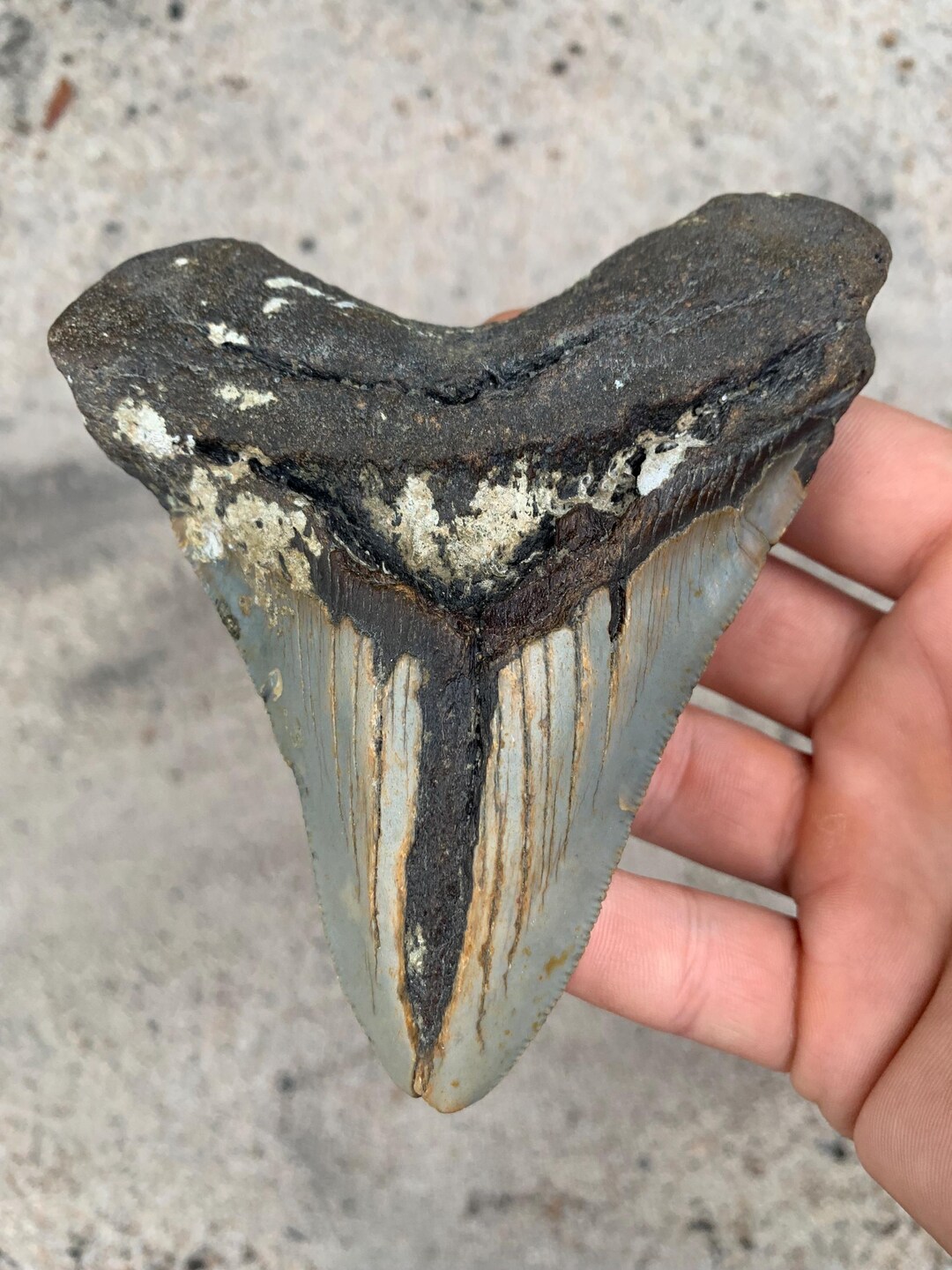 Megalodon Tooth - 4.85 Inches. Real Fossil Megalodon Shark Tooth ...