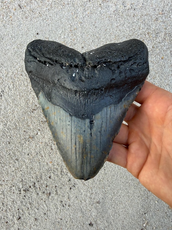 5.55 inch Megalodon Shark Tooth Fossil – Authentic, No Repair Meg Teeth