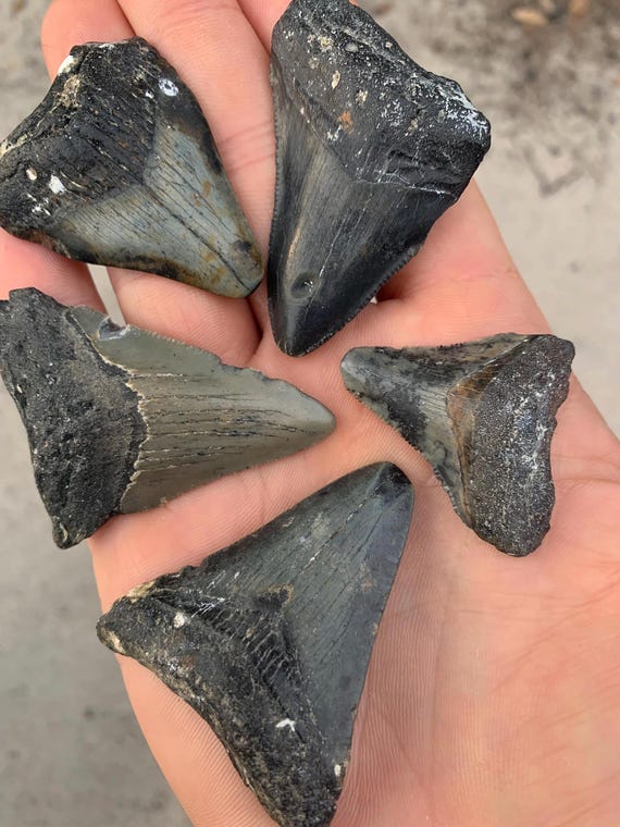 5 Megalodon Shark Teeth -  Real Fossil Megalodon Shark Tooth, Authentic Shark Tooth Fossil, Huge Megalodon Tooth, Meg Teeth