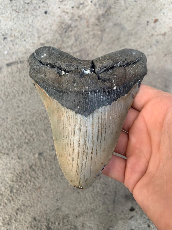 5.37 inch Megalodon Shark Tooth Fossil – Authentic, No Repair Meg Teeth