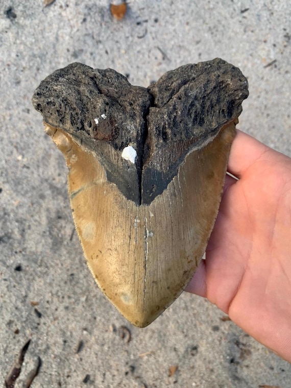 Megalodon Tooth - 5.86 inches. Serrated Fossil Megalodon Shark Tooth