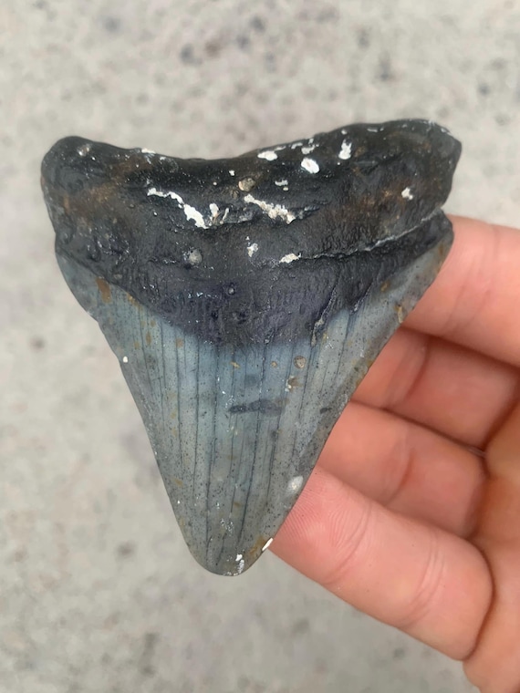 Megalodon Tooth - 3.17 inches